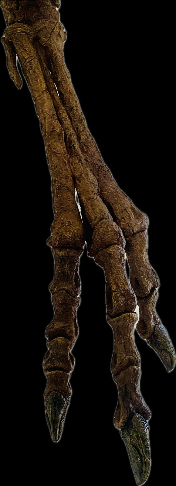 Juvenile Tyrannosaur 1:5 scale (84cm) Skeleton - Image 9