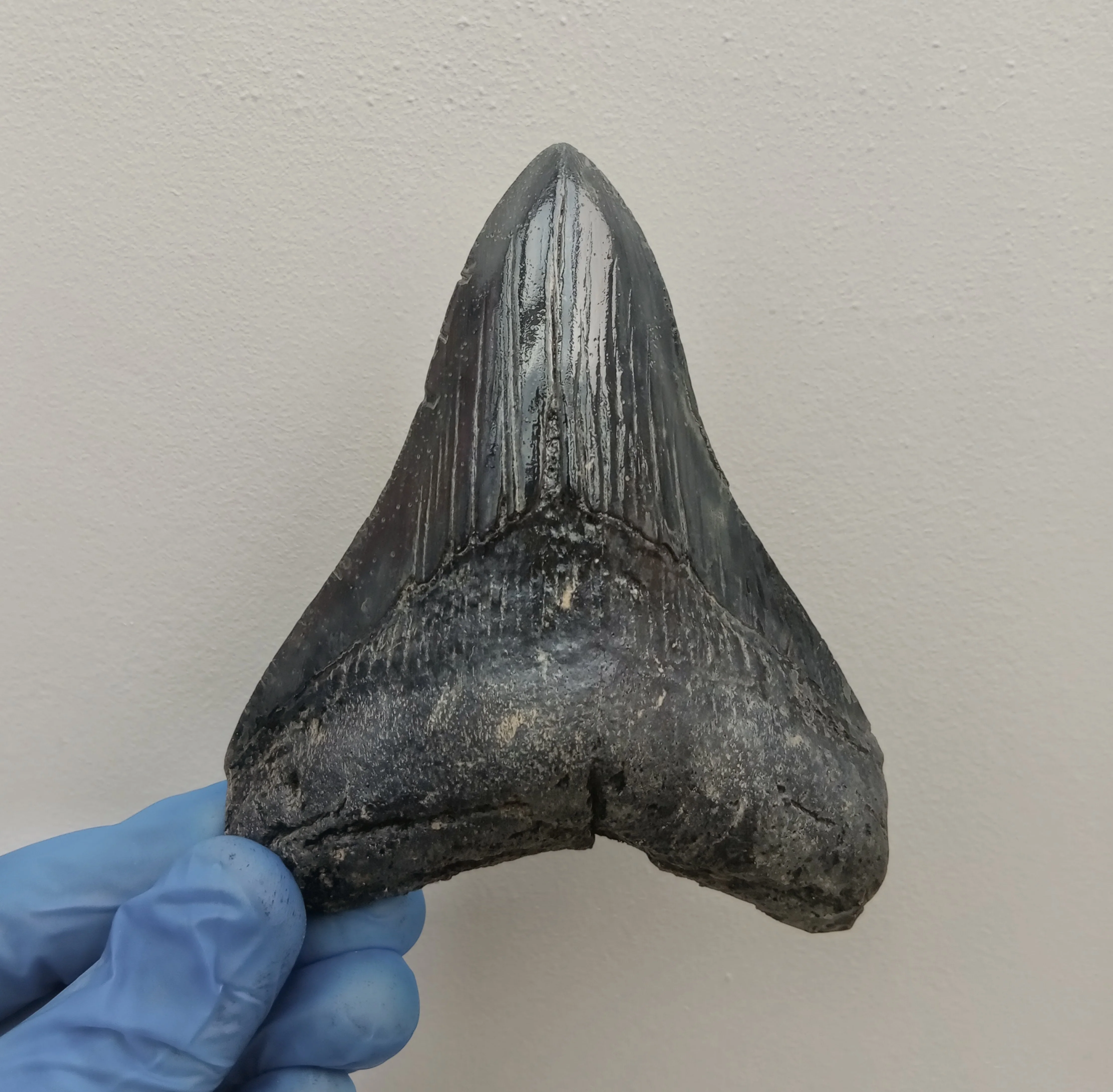 Megalodon Tooth Cast - 4.5 Inches (DSMEGV03)
