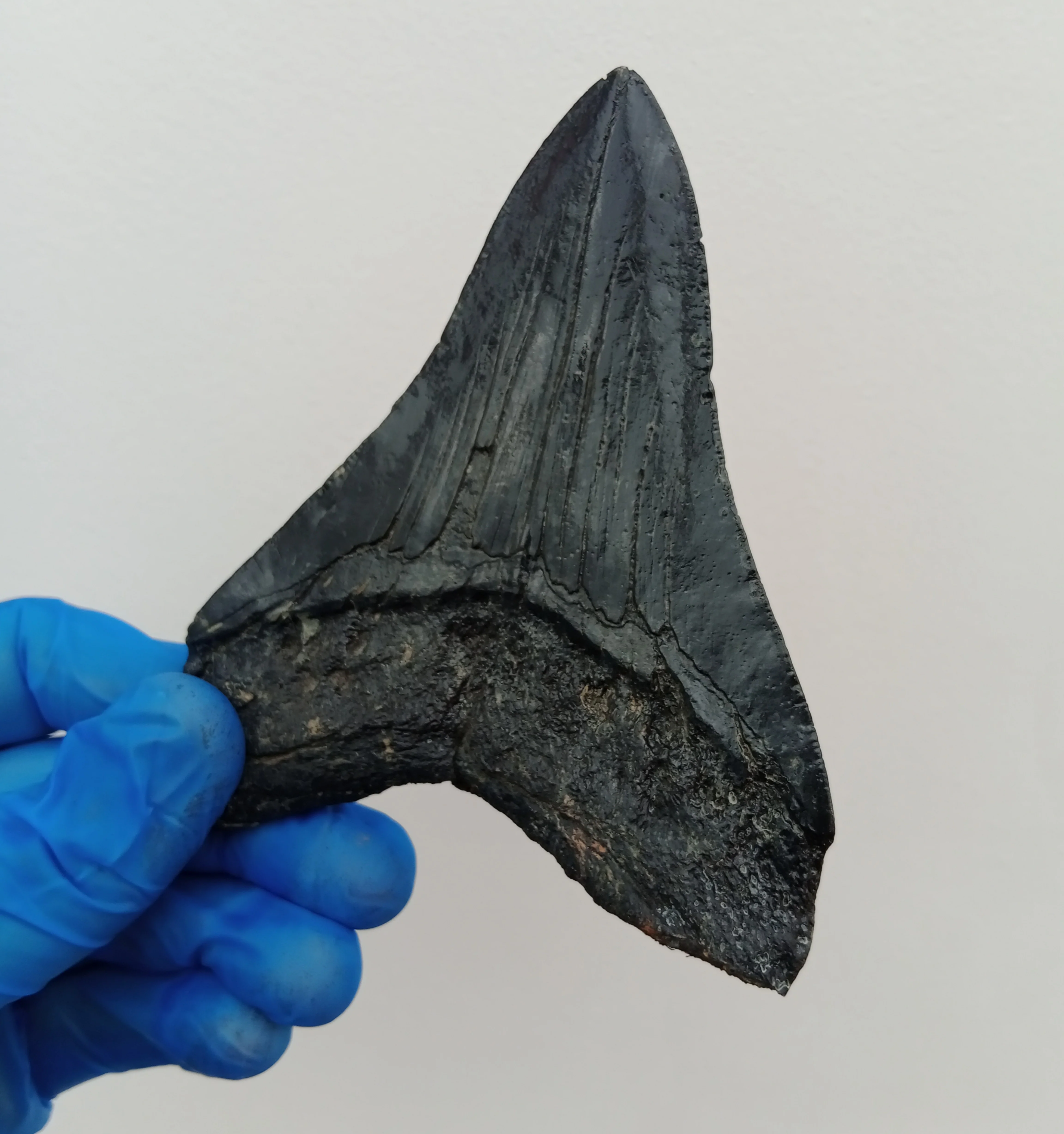 Megalodon Tooth Cast - 4.5 Inches (DSMEGV03) - Image 2