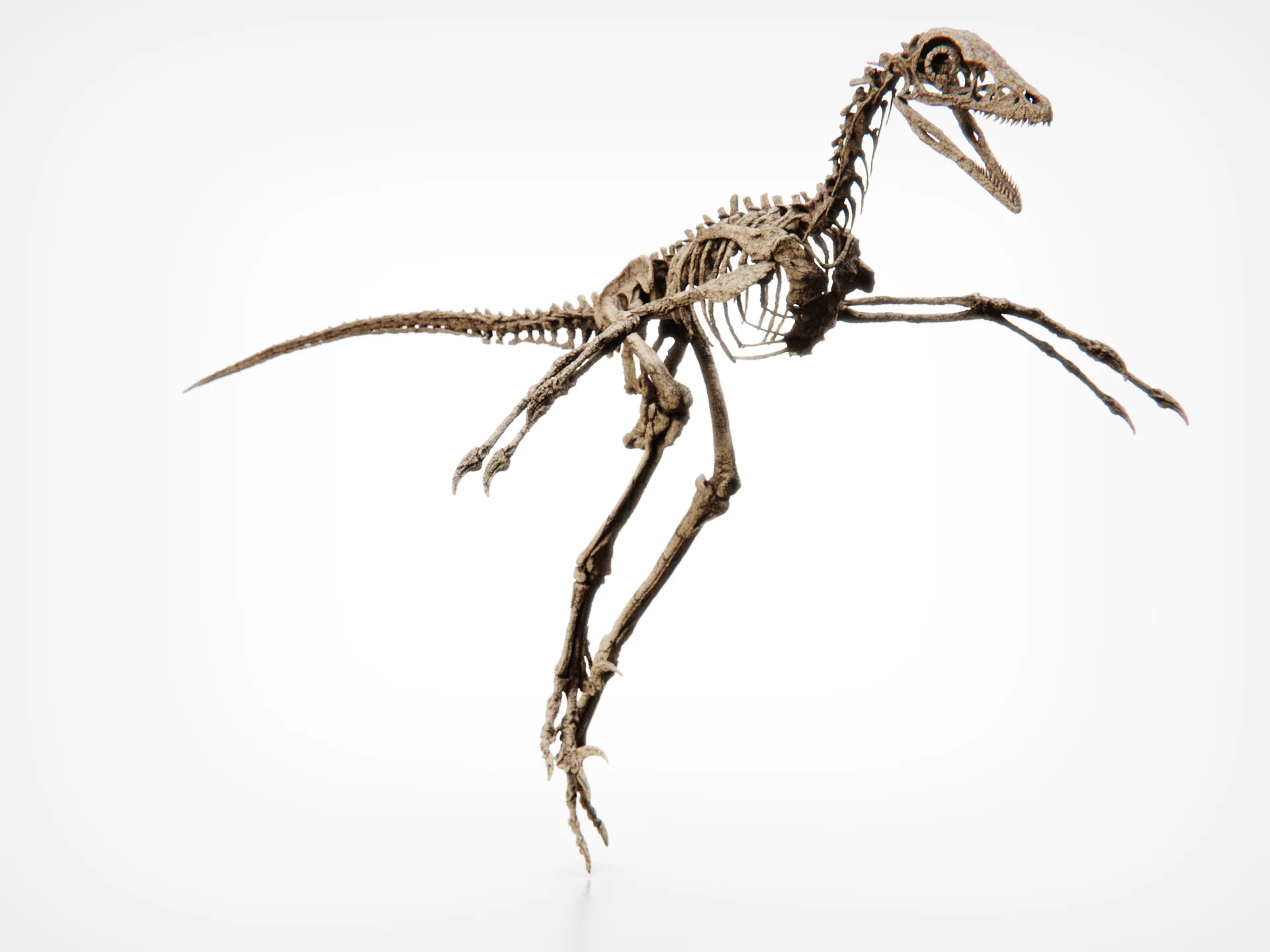 Microraptor Skull - Image 7