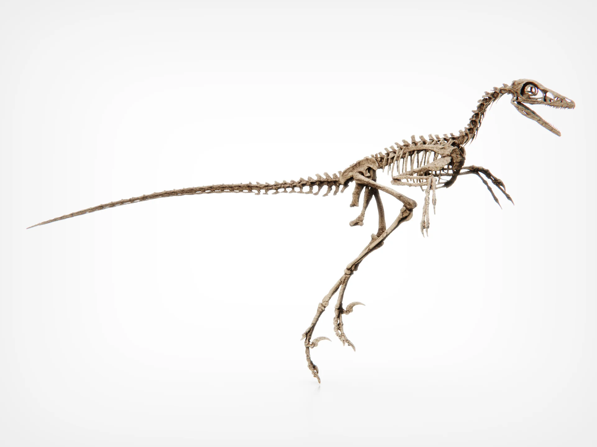 Microraptor Skull - Image 8