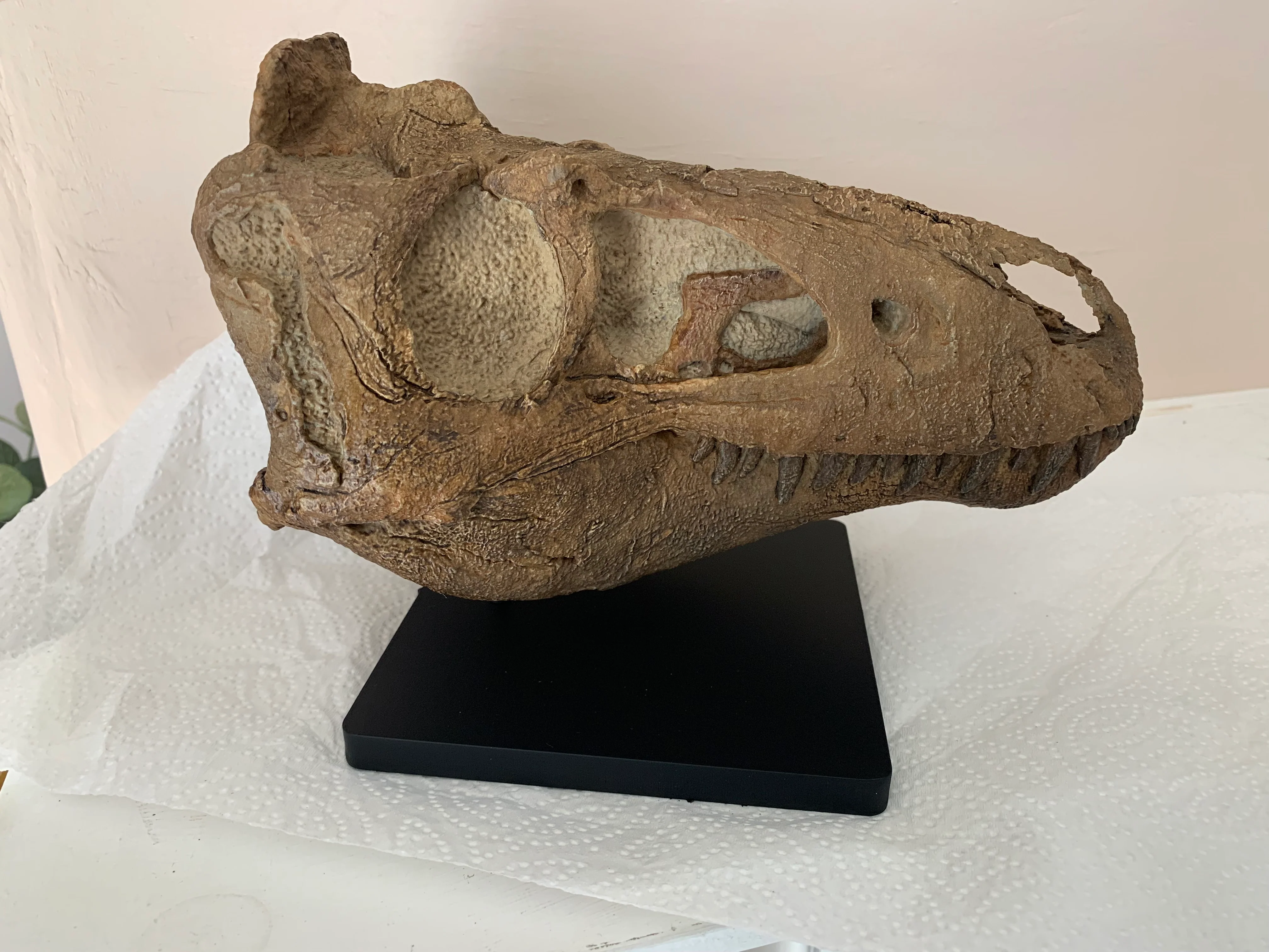 Nanotyrannus Skull -Desktop collectible (22cm length) - Image 3