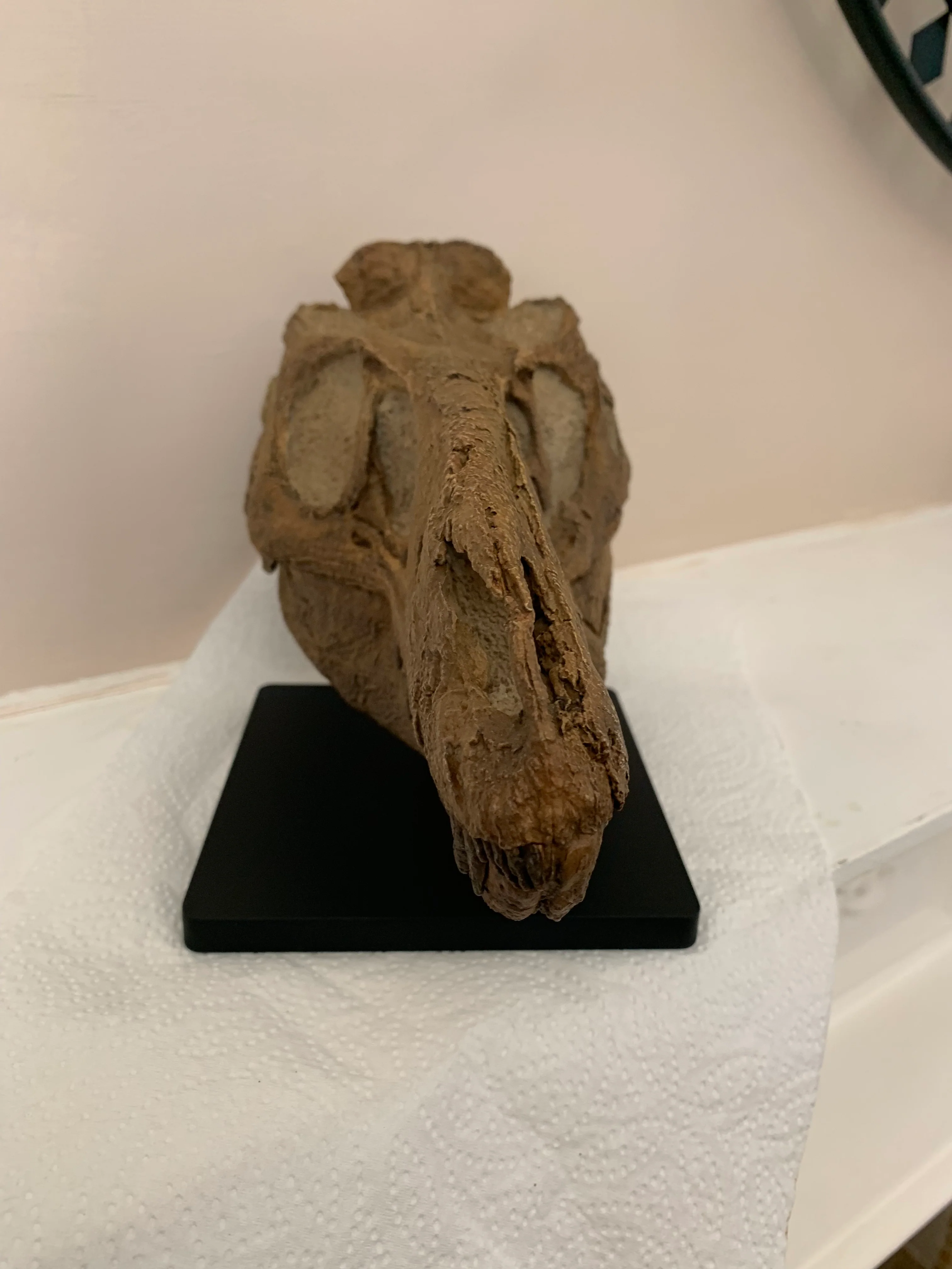 Nanotyrannus Skull -Desktop collectible (22cm length) - Image 4