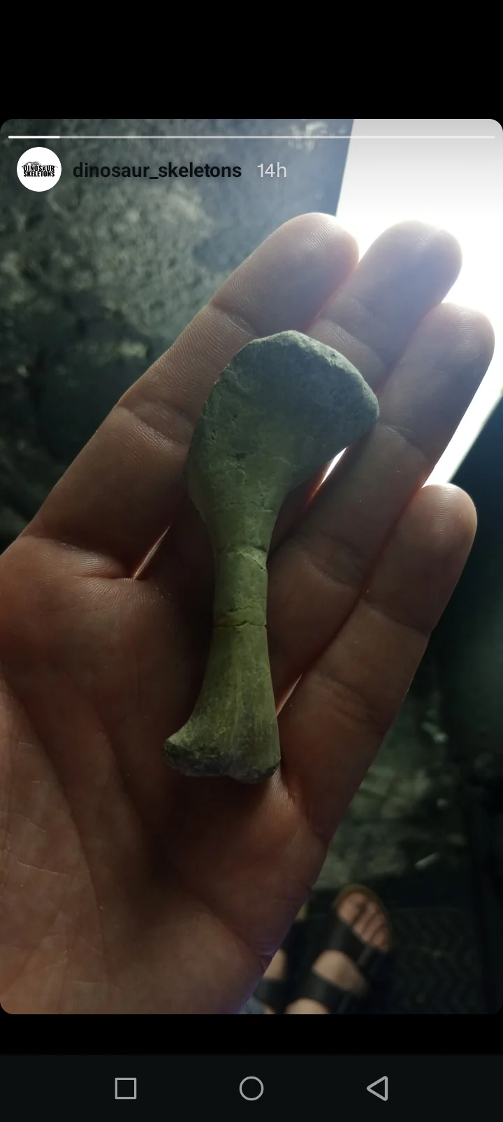 Psittacosaurus humerus