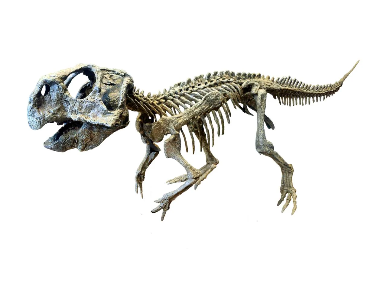 Large Psittacosaurus Skull - Image 4