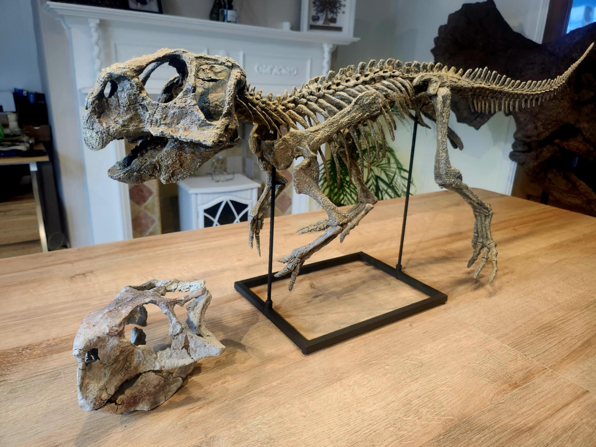 Large Psittacosaurus Skull - Image 5