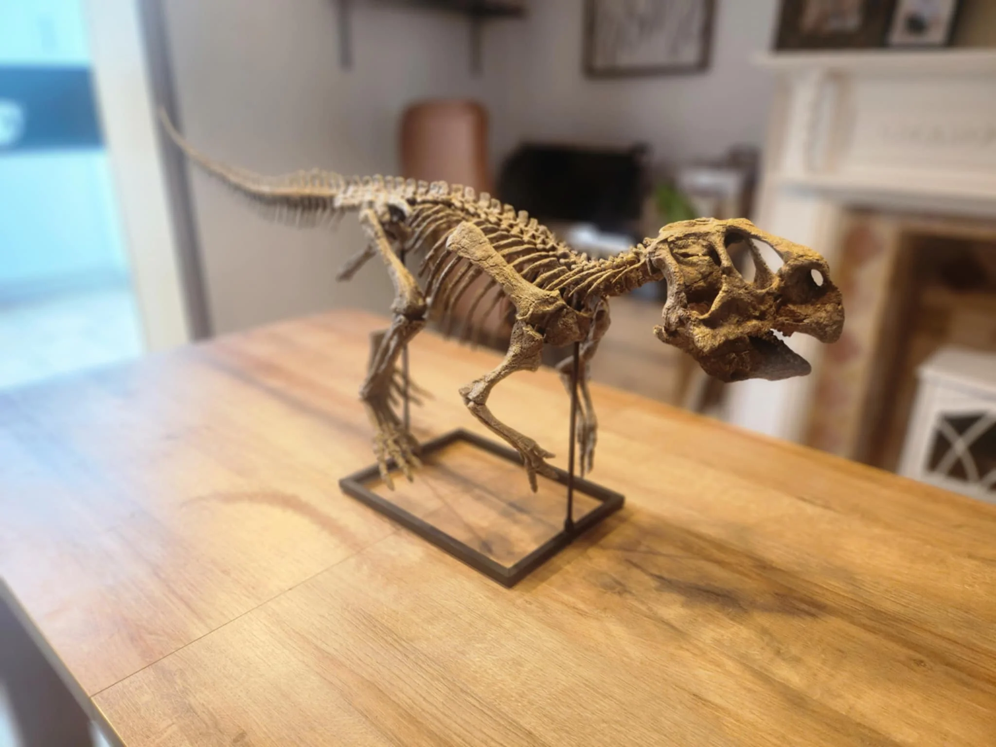 Large Psittacosaurus Skull - Image 6
