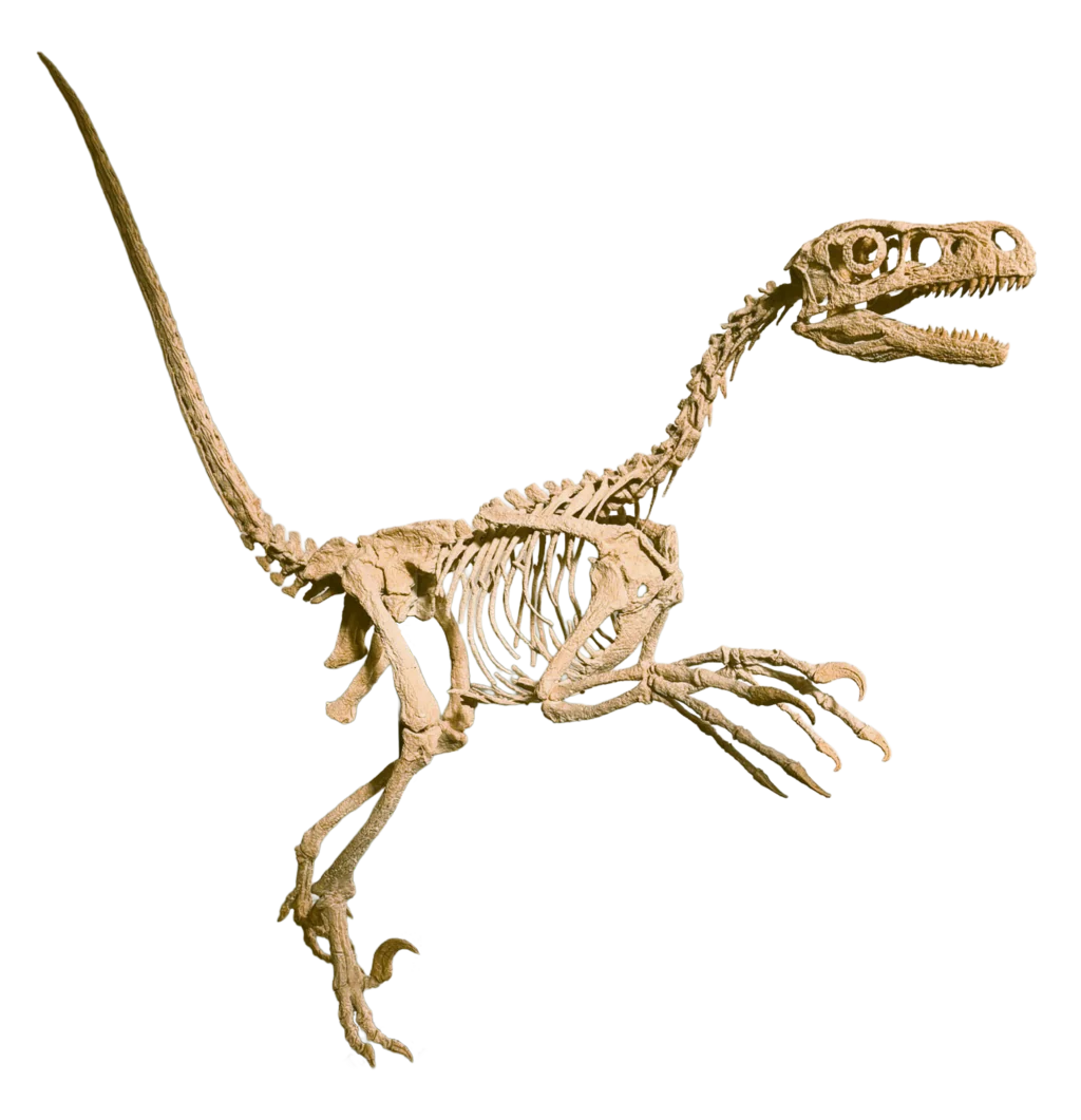 Shri Rapax Skull