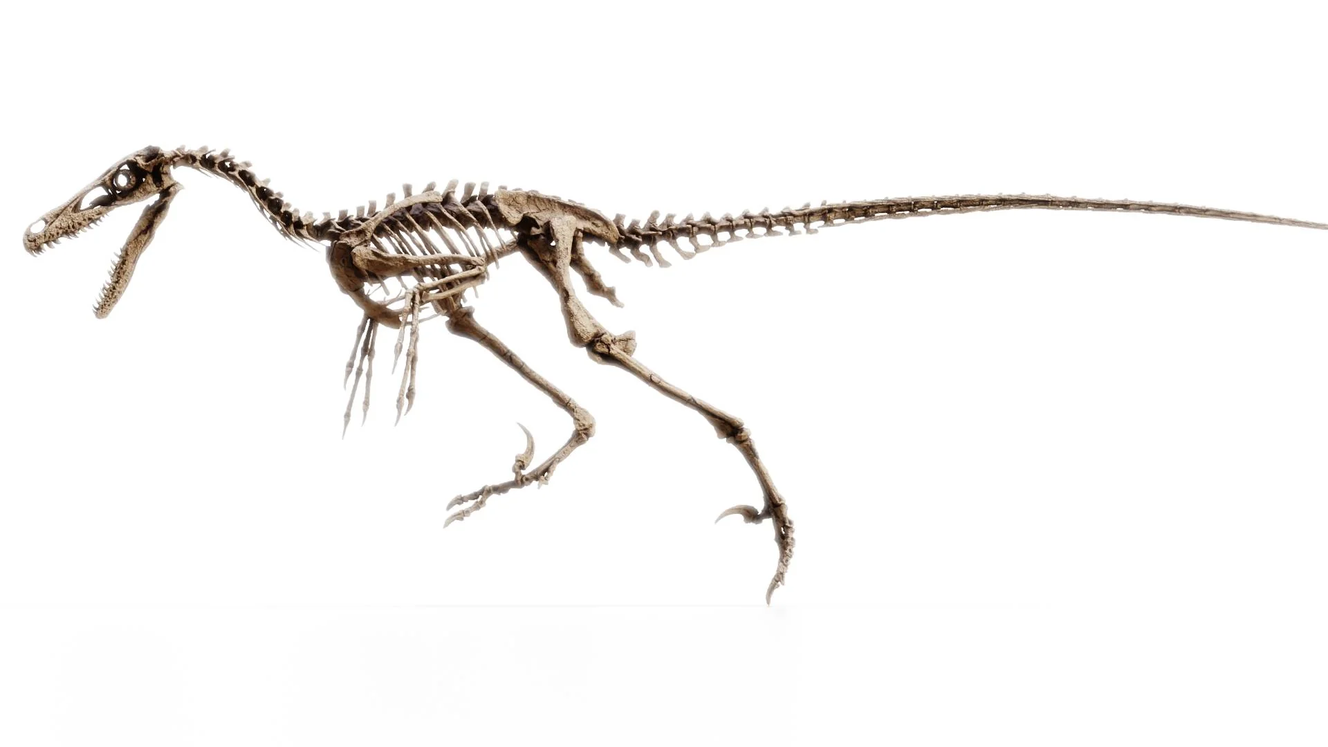 Velociraptor - Image 3