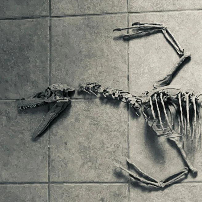 Velociraptor - Image 4