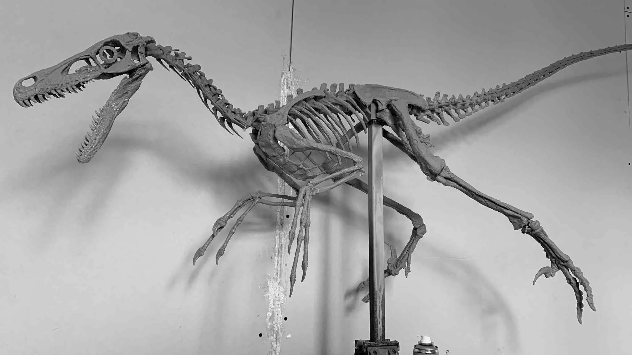 Velociraptor - Image 5