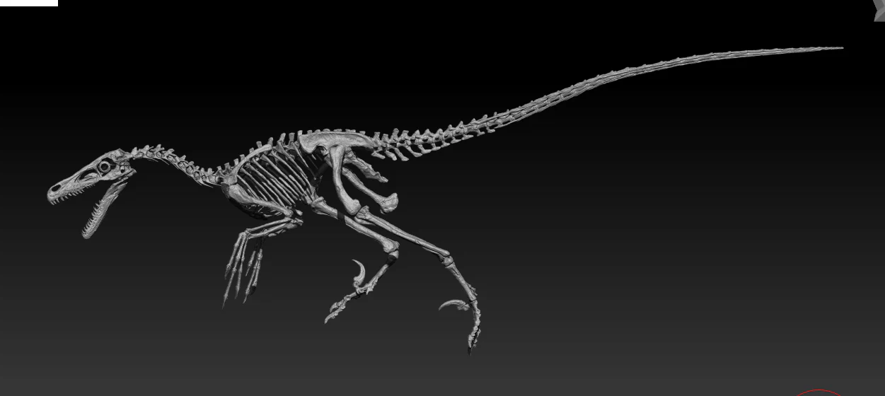 Velociraptor - Image 6